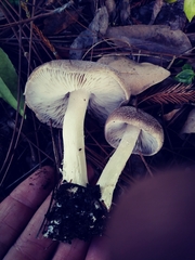 Agaricales