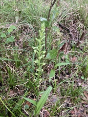 Platanthera flava flava