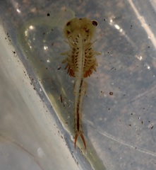 Eubranchipus neglectus