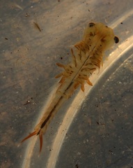 Eubranchipus neglectus