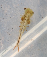 Eubranchipus neglectus