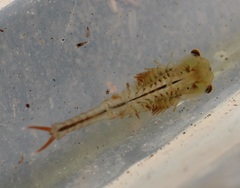 Eubranchipus neglectus