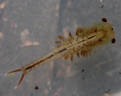 Eubranchipus neglectus