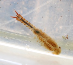 Eubranchipus neglectus