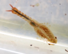 Eubranchipus neglectus