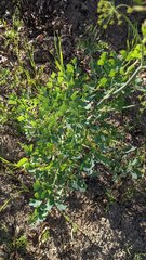 Lomatium californicum