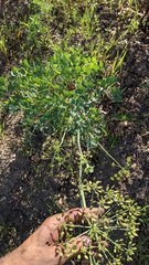 Lomatium californicum