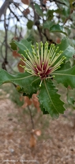 Banksia ilicifolia