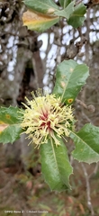 Banksia ilicifolia