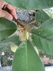 Sterculia rubiginosa