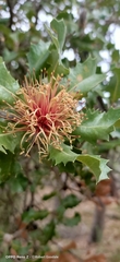 Banksia ilicifolia