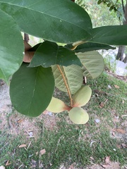 Sterculia rubiginosa