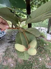 Sterculia rubiginosa