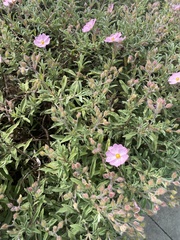 Cistus × skanbergii