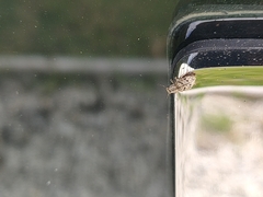 Floresianus sordidus