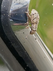 Floresianus sordidus
