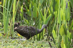 Aramus guarauna image