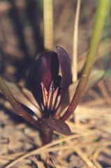 Trillium petiolatum