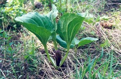 Trillium petiolatum