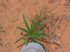 Plantago wrightiana