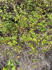 Muehlenbeckia australis