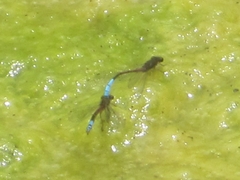 Oxyallagma dissidens