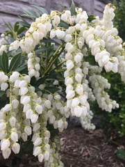 Pieris