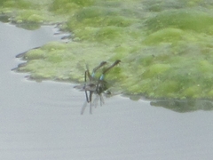 Oxyallagma dissidens