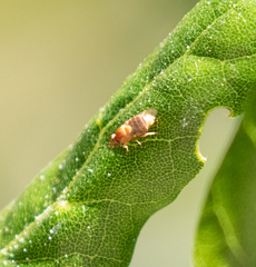 Thaumatomyia rubida