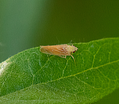 Pagaronia triunata