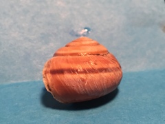 Helminthoglypta dupetithouarsi