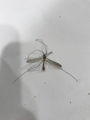 Hesperotipula