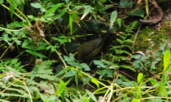 Atlapetes citrinellus