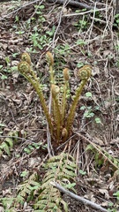 Dryopteris crassirhizoma