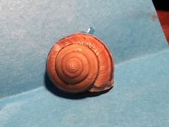 Helminthoglypta dupetithouarsi