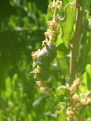 Callirhytis congregata