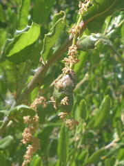 Callirhytis congregata