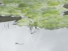 Oxyallagma dissidens