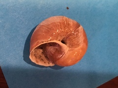 Helminthoglypta dupetithouarsi