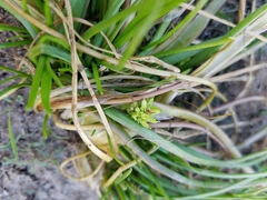 Triglochin scilloides