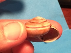 Helminthoglypta dupetithouarsi