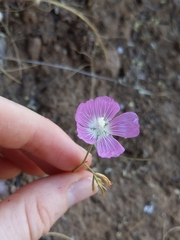 Sidalcea diploscypha