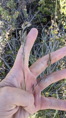sheep fescue (Festuca ovina)