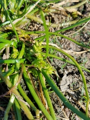 Triglochin scilloides
