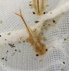 Eubranchipus neglectus