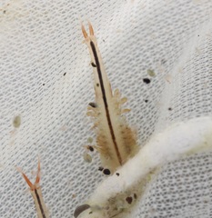 Eubranchipus neglectus