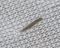 Continenticola