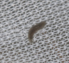 Continenticola