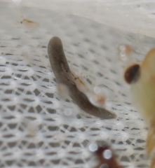 Continenticola