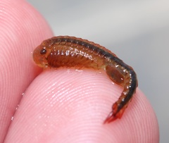 Eubranchipus neglectus